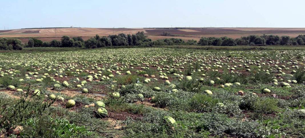 Dolu karpuzları çatlattı: Sağlam kalan ürün de toplama maliyetinden dolayı tarlada kaldı 5